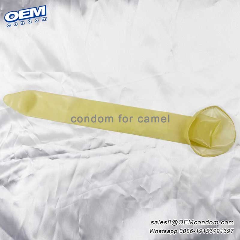 semen collection condom for camel